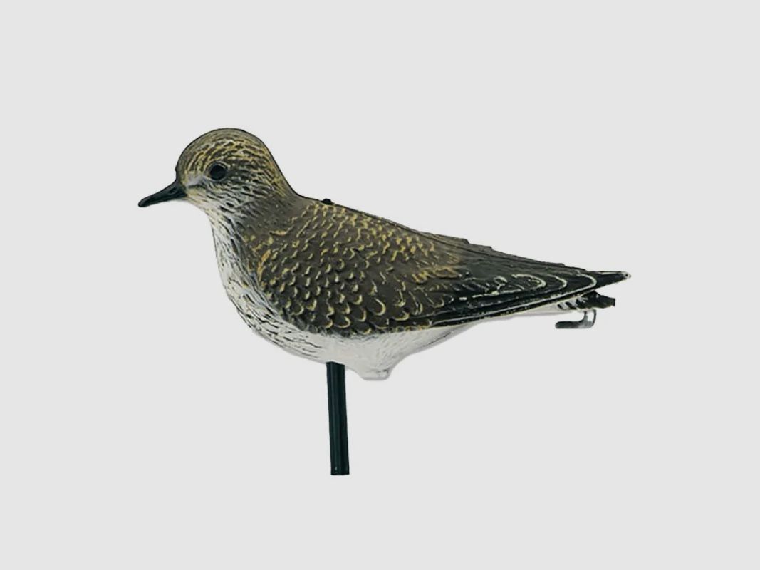 Plover dorato realistico, immagine 1 di 3
