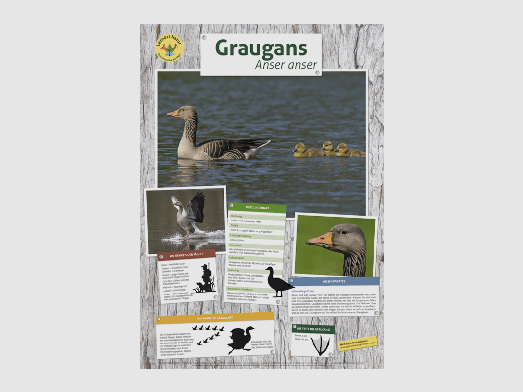 Miejsce nauki przyrody - Plakat gęgawy