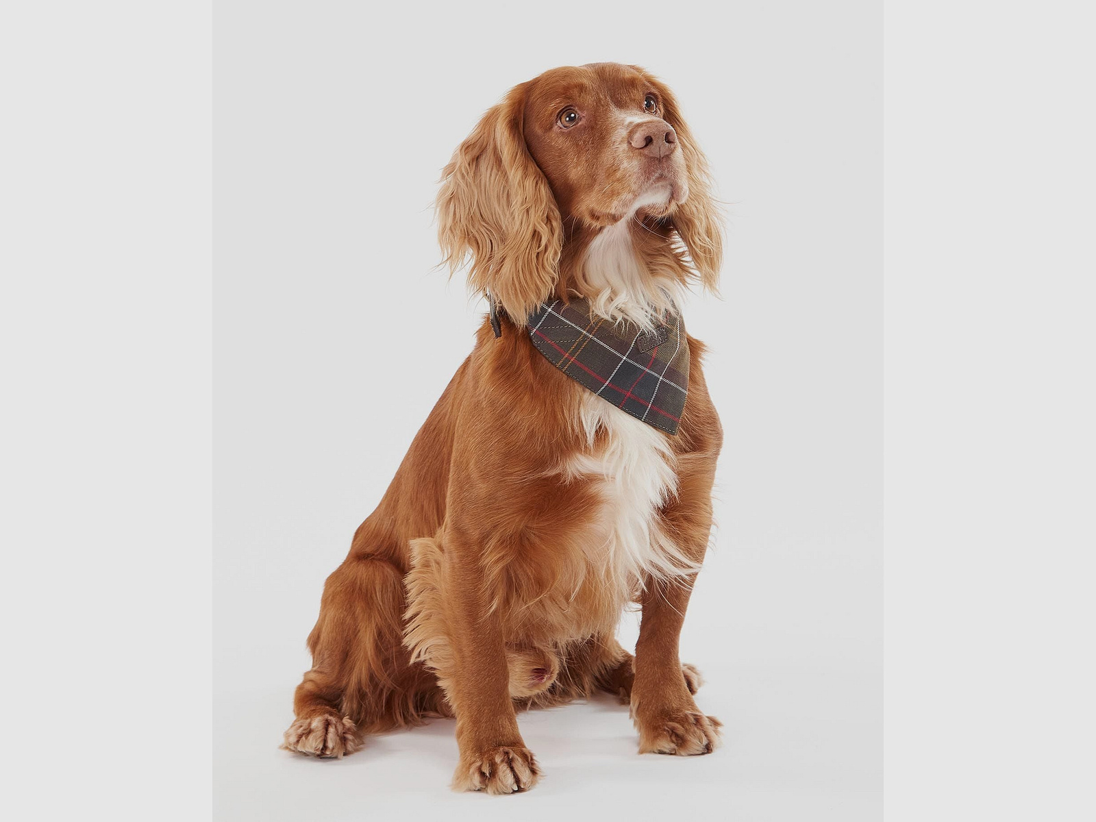 Barbour Tartan Bandana