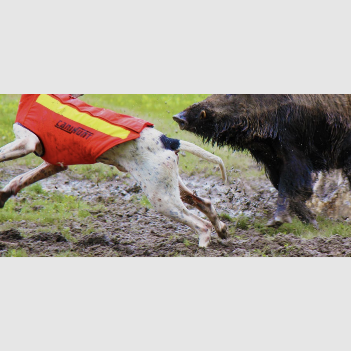 Protect dog ARMOR® V2, Bild 13 von 22