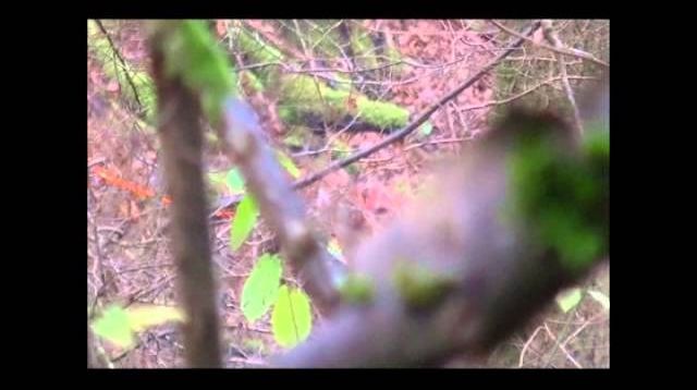 JAGDFILM - REHBOCK - SCHWARZWILD - NACHSUCHE - JAGD IN DEUTSCLAND