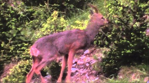 Rehbockjagd in Österreich -  Jagen in den Bergen -