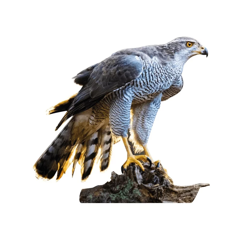Animal Stand Hawk