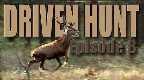 DRIVEN HUNT EPISODE 8 - Deer & Wild boar in Germany with hunting dogs 2018 (Drückjagd)