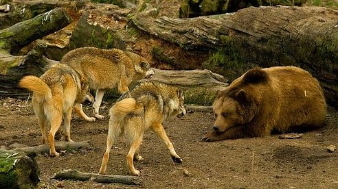 Wildlife BiH  | Medvjed - Vuk  |  Bosnian Brown Bear - Bosnian Grey Wolf