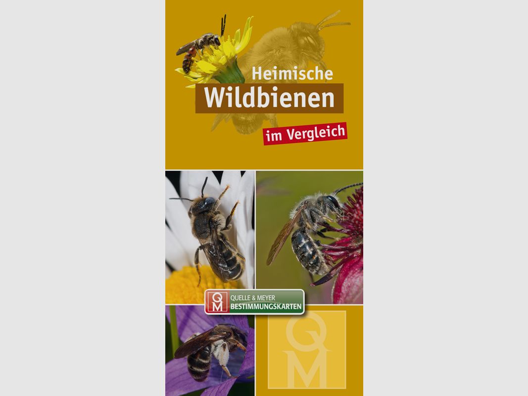 Bestimmungskarte „Heimische Wildbienen im Vergleich“