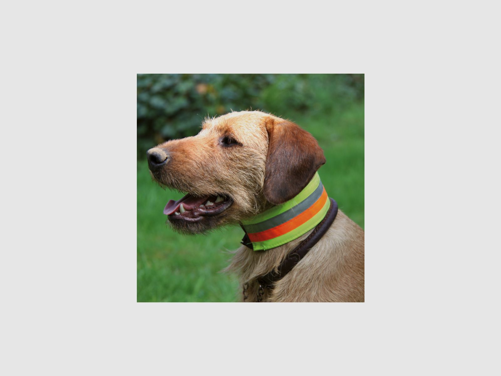 Reflecterend halsband