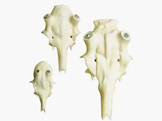 Artificial Fallow Deer Skull with Nasal Bone – 25 to 50 mm