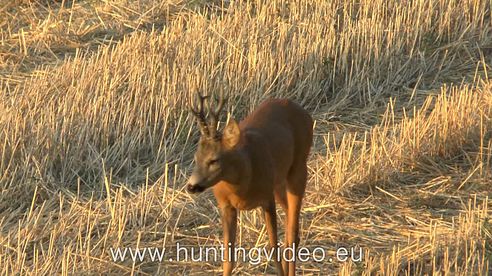 Roe Buck Hunting in Hungary Sükösd (HD)