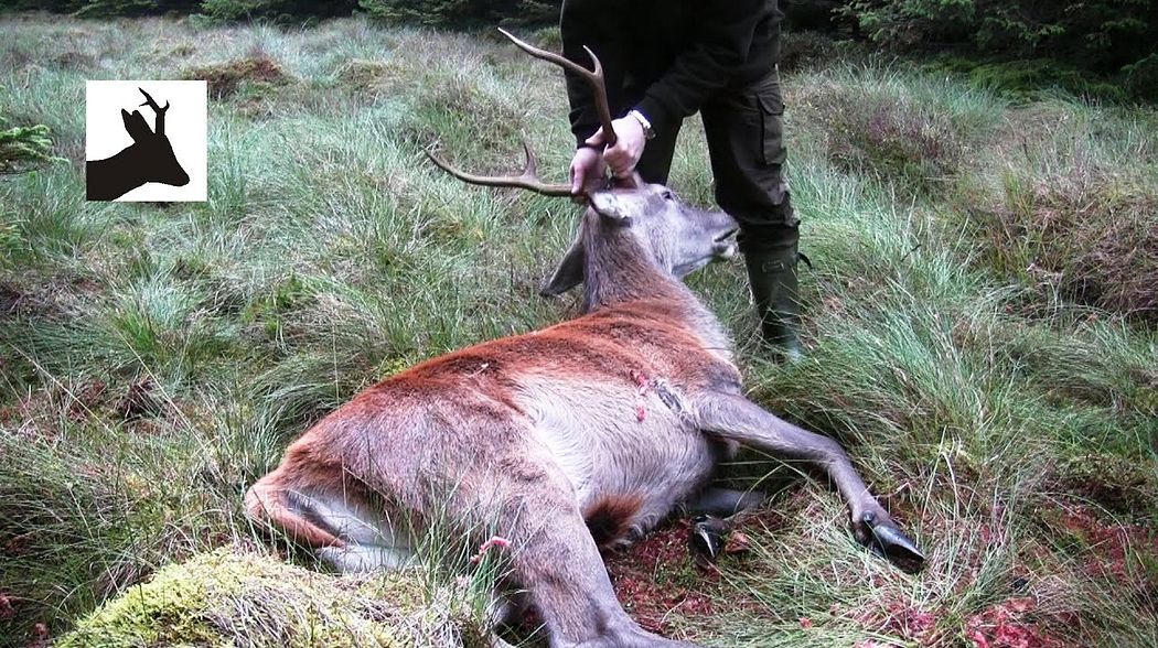 First red stag of the season 2011. Scotland. Deer stalking / hunting / shooting.