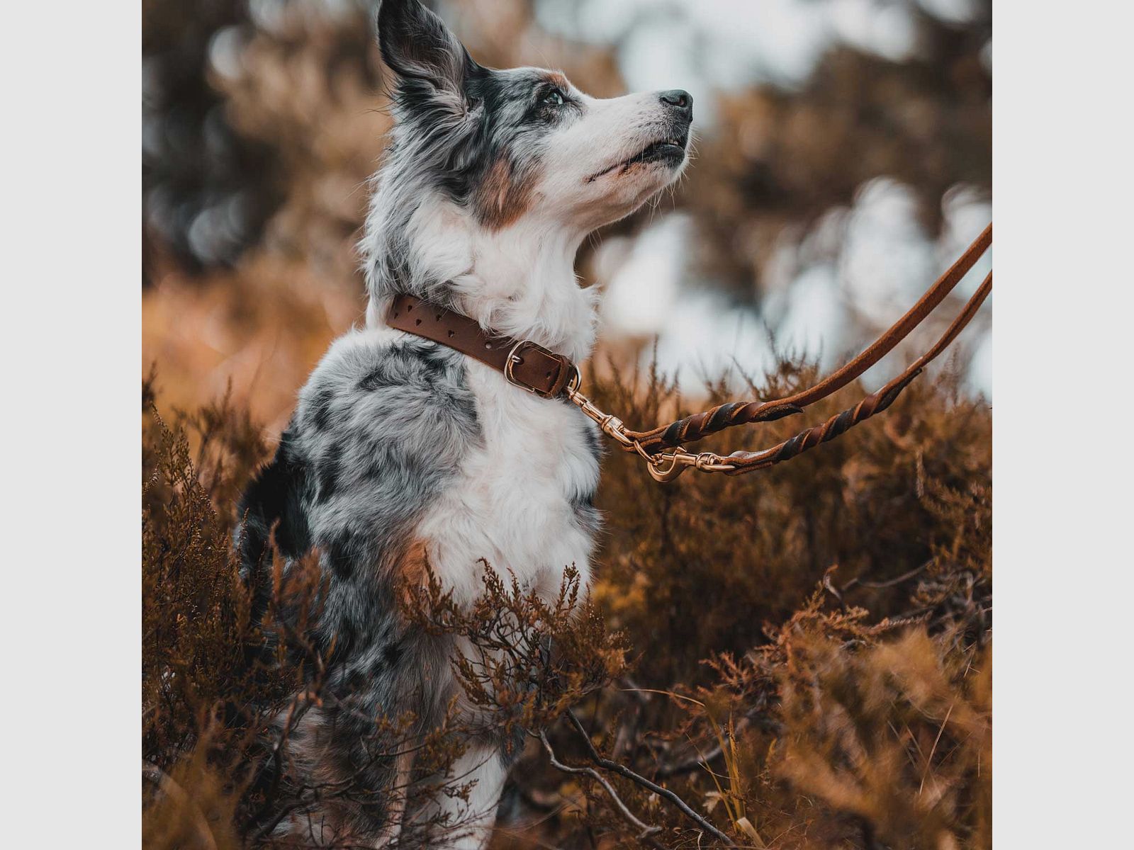 Hunter Halsband Aalborg SOUL