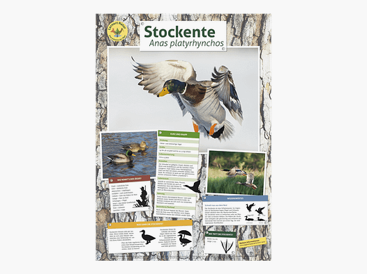 Lieu d'apprentissage nature - Affiche du canard colvert