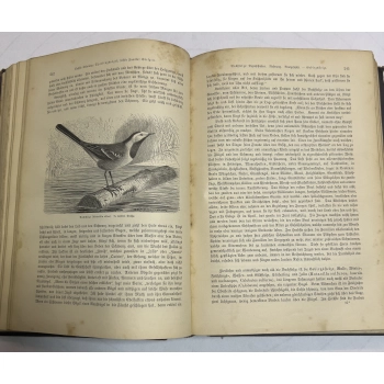 Brehms Tierleben 1879r, Bild 11 von 13