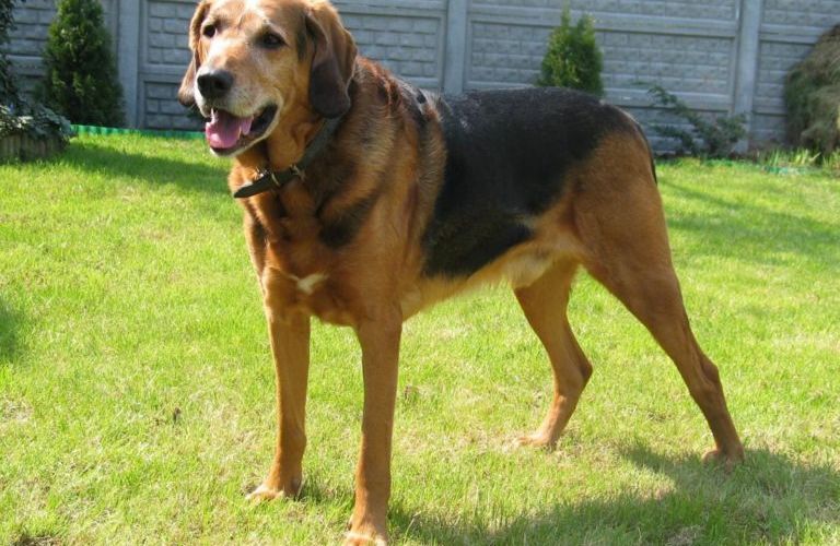 Rasseprofil: Polnische Bracke