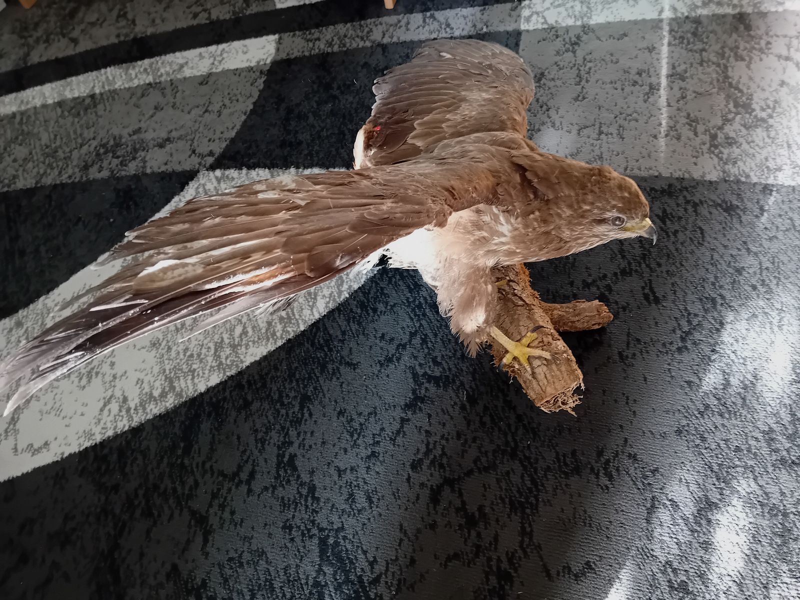 Mäusebussard präpariert auf einem Ast
