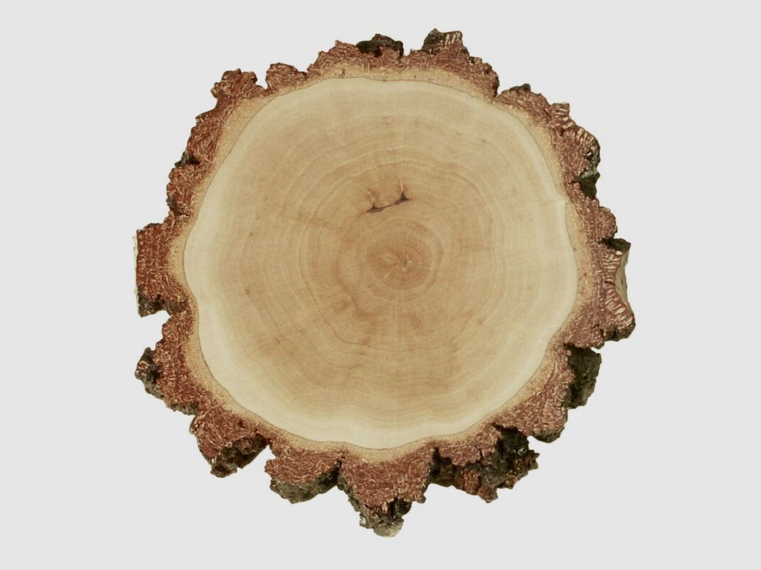 Birch shield round approx. 15cm