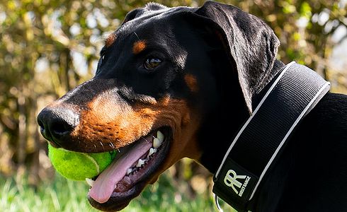 Dobermann - die wichtigsten Infos zur Hunderasse