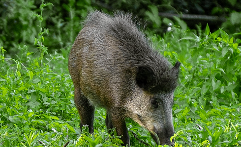 Wildschadensverhütung - die wichtigsten Infos