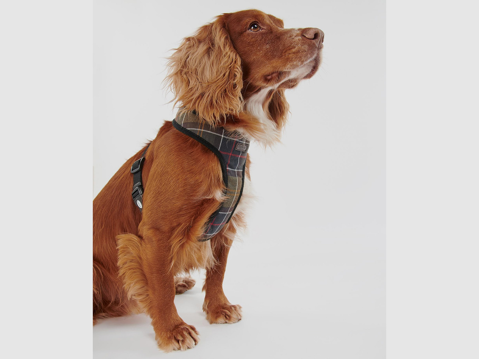 Barbour Hunde Geschirr