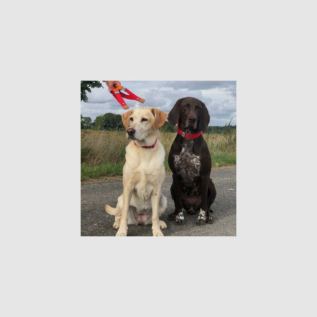 WowWow Hundehalsband mit integrierter Leine Leder Kastanienbraun