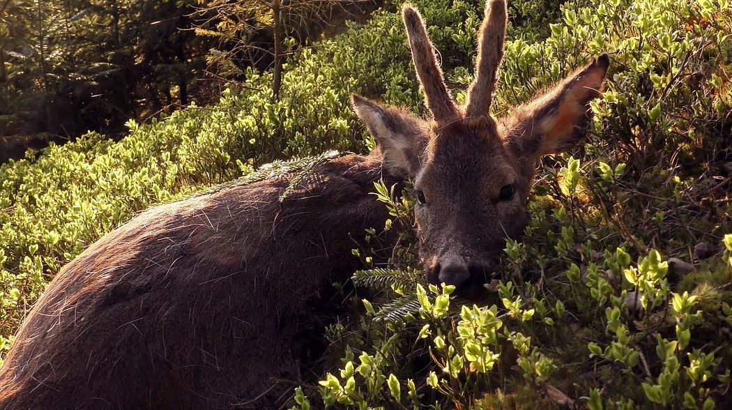 Bockjagd im April - Der Spießer vom Klettersitz - jagenNRW story #3