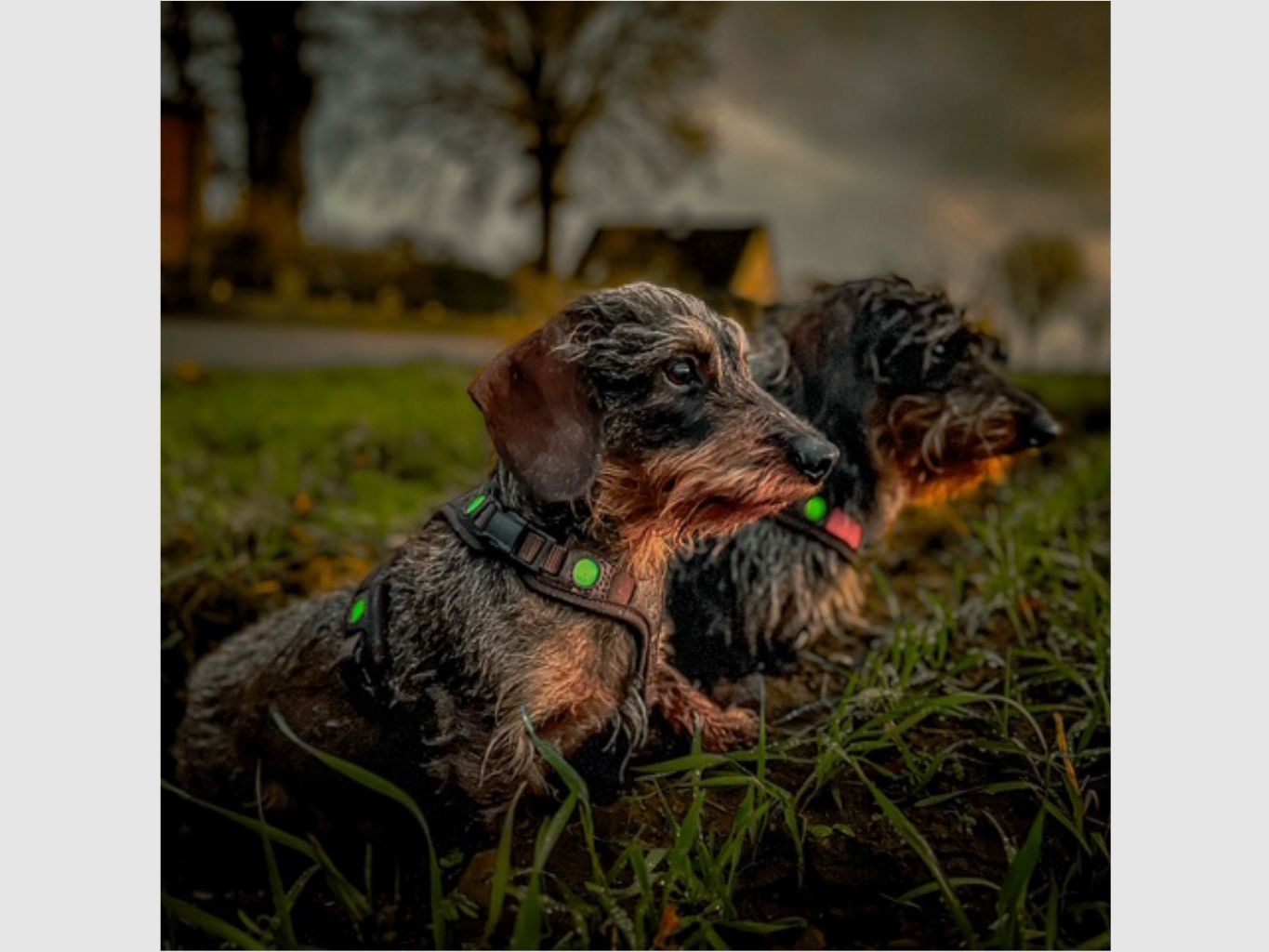 Dog Harness Niggeloh Follow Light Lichtblick (M, Brown), image 4 of 4