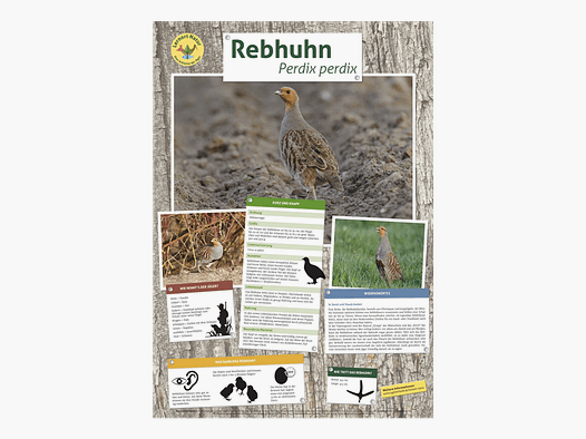 Lieu d'apprentissage nature - Affiche de perdrix