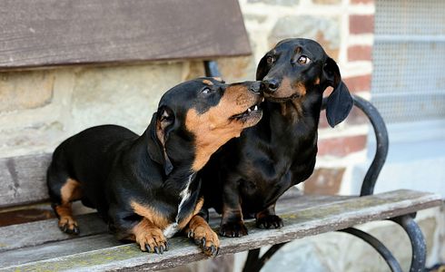 Rasseprofil: Dackel / Teckel / Deutscher Dachshund