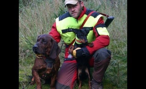 Hannoversche Schweisshunde - 1.Totsuche von junger Hündin