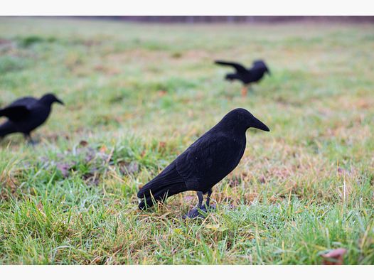 Feathered full-body decoy crow