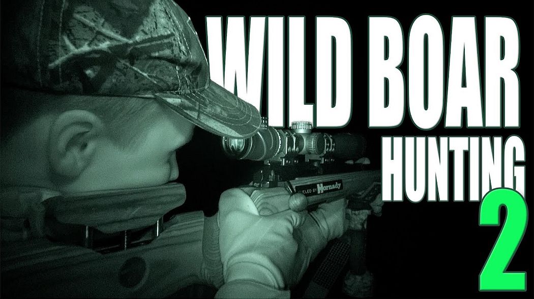 Wild boar hunting 2 - hunting wild boar at night filmed by a thermal imaging camera