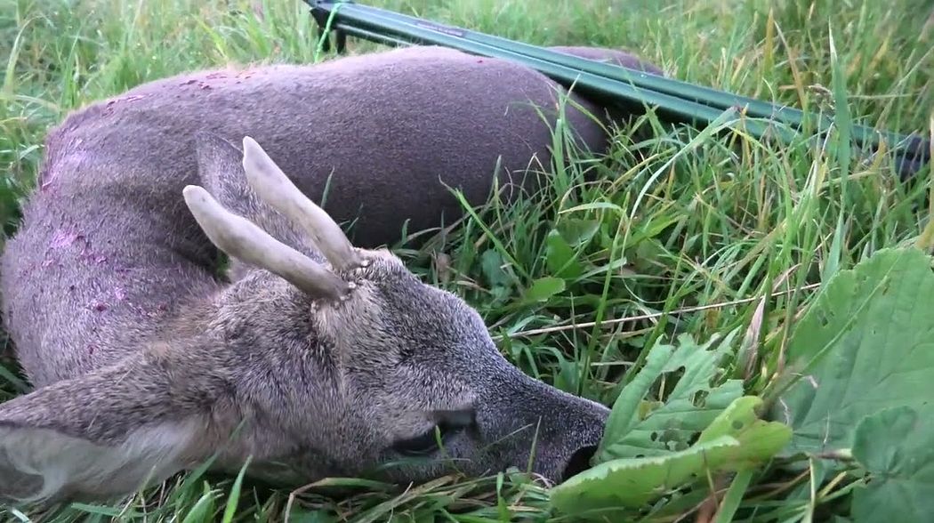 VLOG #7 - Das Corona Jagdjahr 2020/21 - Drückjagd 2020 - Bockjagd 2020 - Jagd auf Rehwild im Winter