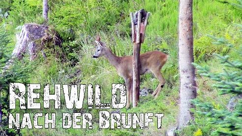 Rehwild nach der Brunft