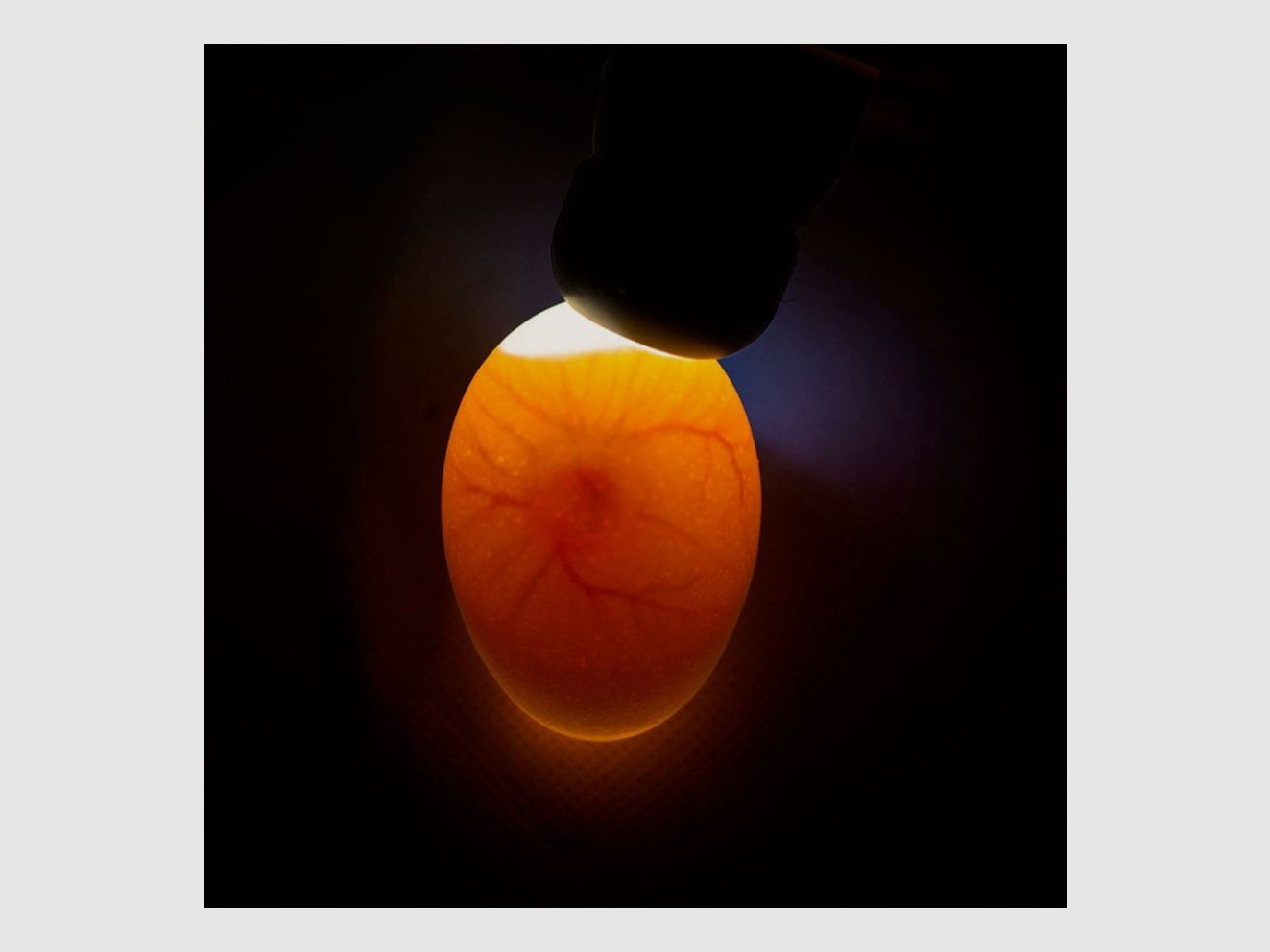 Mirino a LED Uovo, immagine 4 di 4