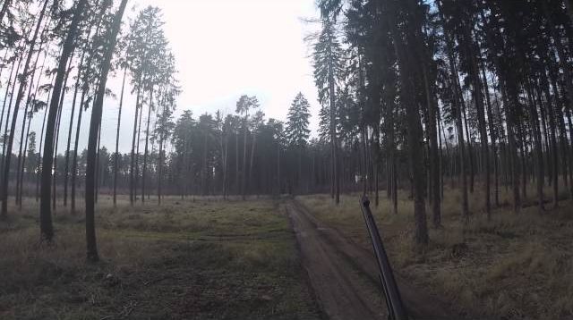 Sika Hirsch bei Riegeljagd in Tschechien