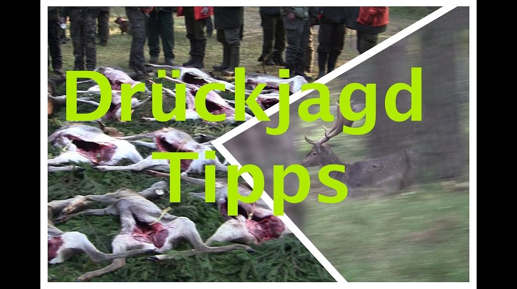 Drückjagd 2016 mit Tipps