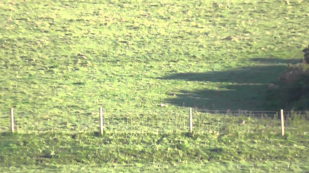 long range foxing & varminting
