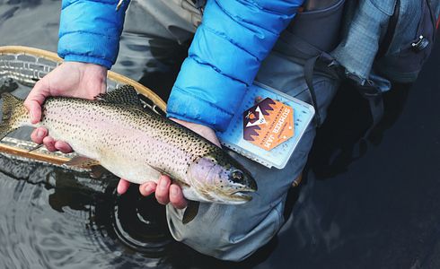 Fischarten für Anfänger: Eine Einführung in die häufigsten Arten