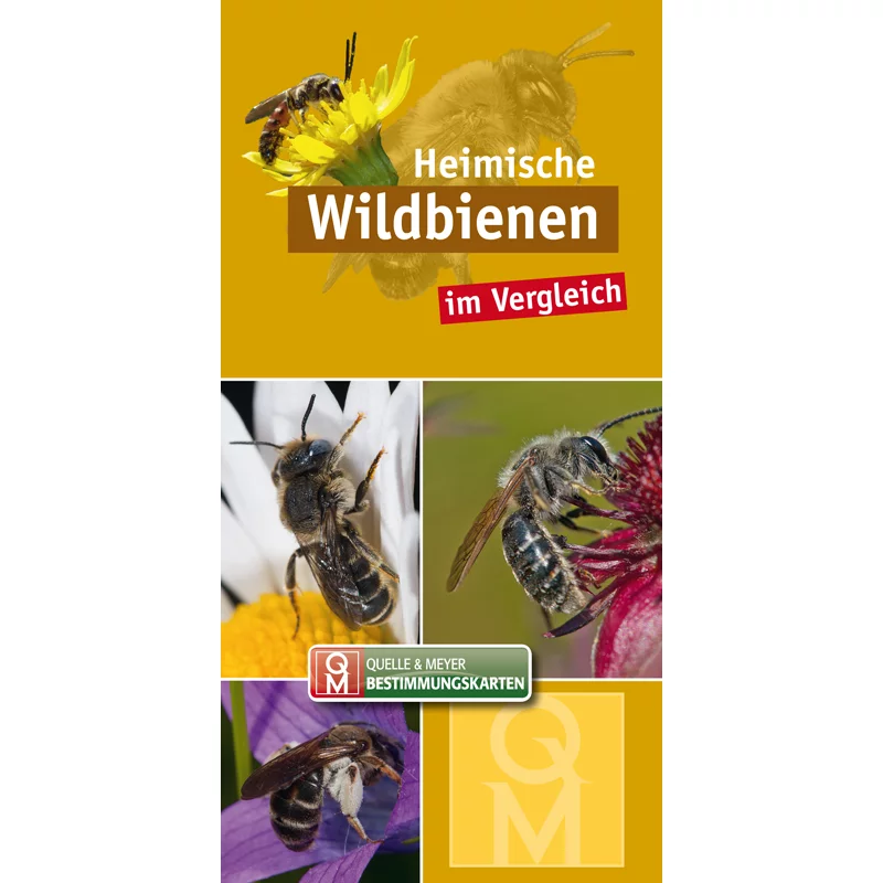 Carte d'identification "Abeilles sauvages indigènes en comparaison"