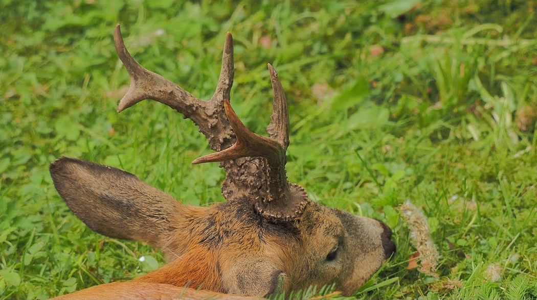 Erfolgreiche Bockjagd mit der Kamera festgehalten - Bockjagd in Pommern - Polen!