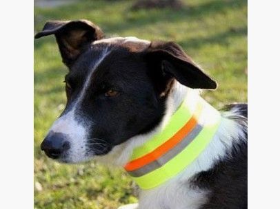 veiligheidsband voor honden