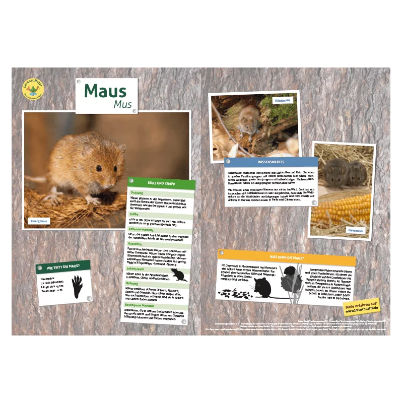 Luogo di apprendimento Natura Tavola degli animali DIN A3 Topo