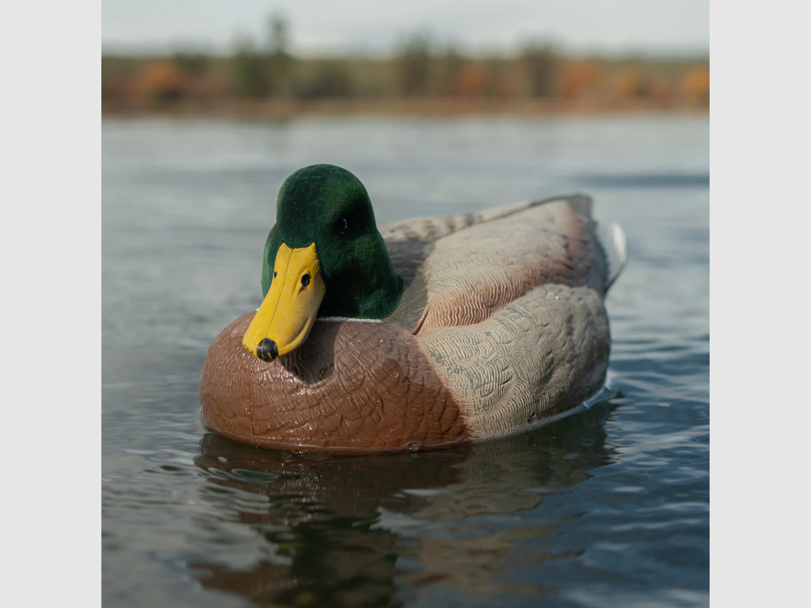 LIVE Floating Mallards – 12 Pack, image 2 of 20