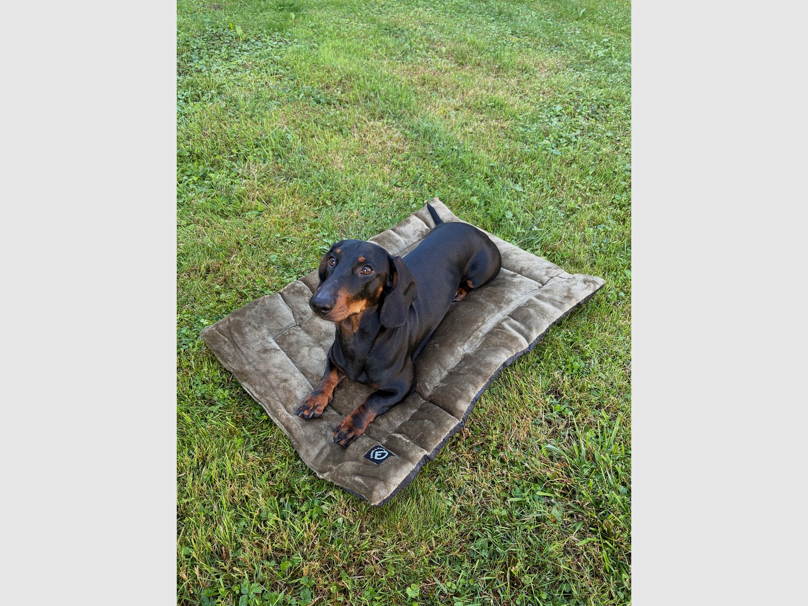 Velours-Hundedecke