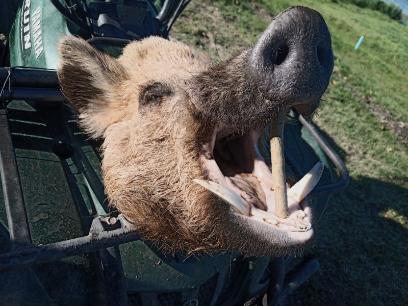 Keiler-Jagd-Paket (5 Stk.)! Auf starke Sauen unter argentinischer Sonne!