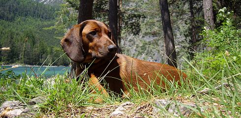 Auslandsreise mit Hund: Was gilt es zu beachten - Eine Ausführliche Betrachtung