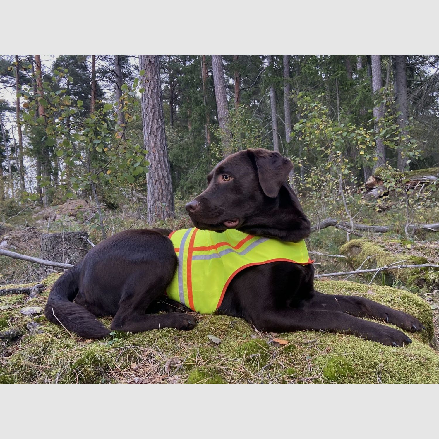 Chaleco reflectante para perros - perros de rastreo - tamaño 3