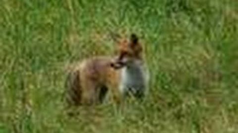 Fuchs Tot, Hunting fox Dead