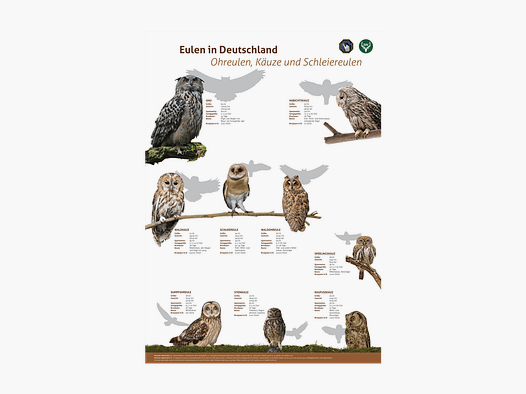 Affiche Oiseaux de Proie 2: Hiboux