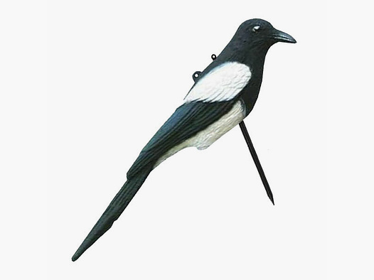 Decoy Magpie